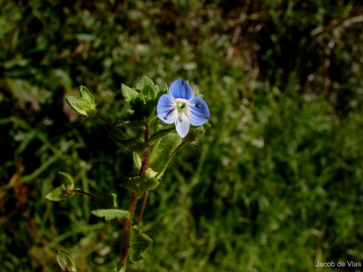 Veronica persica Poir.